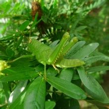 bugs in the philippines|Insects of the Philippines (other than butterflies).